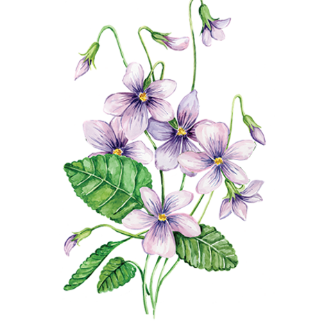 Сироп Фиалка ProffSyrup
