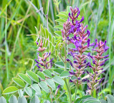 Лакрица солодка Glycyrrhiza glabra