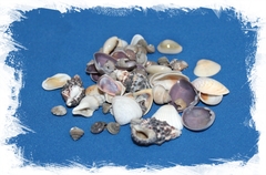 Индия мелкая набор ракушек, 1-4см, 1кг, 3000шт