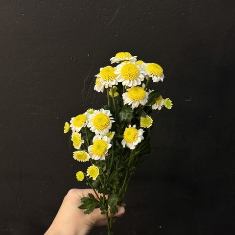 Хризантема сантини ромашковая 50 см 1 шт