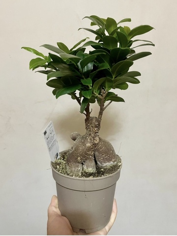 Фикус Микрокарпа Гинсенг d12