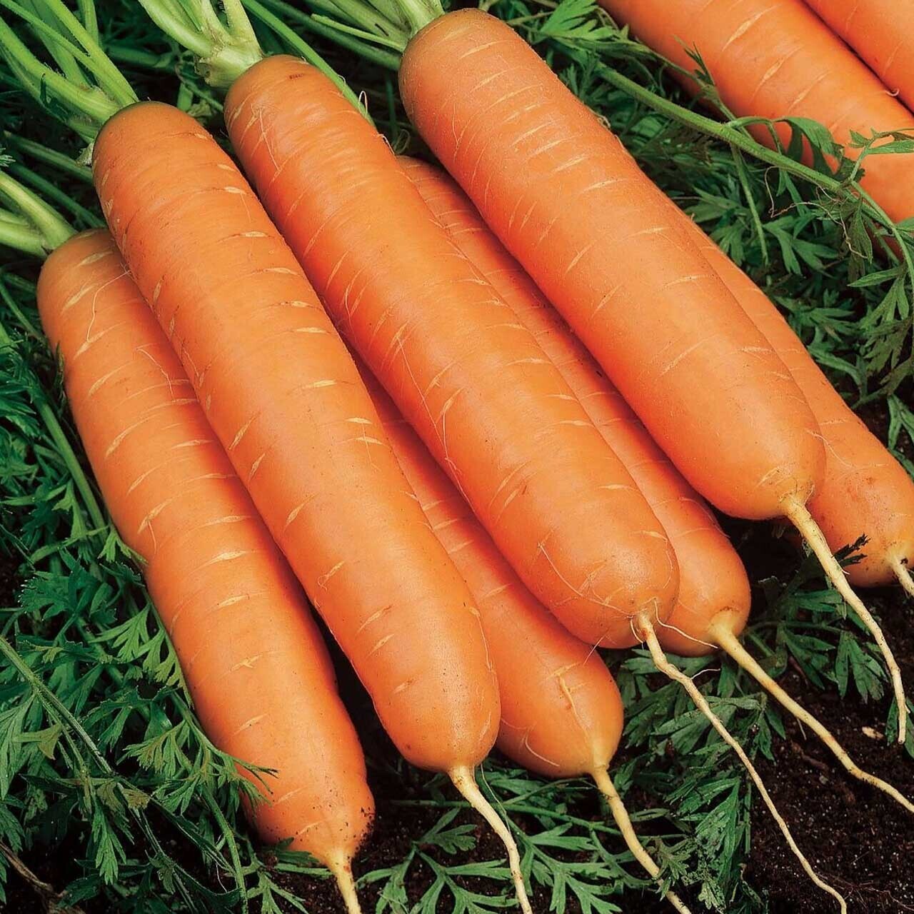 морковь дордонь описание сорта фото