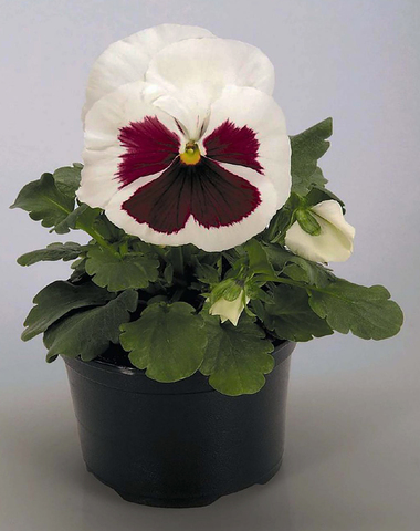 S2538 Виола крупноцветковая Inspire White Red Blotch 5шт.