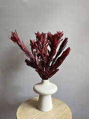 Леукадендрон бордовый