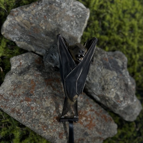 Летучая мышь в подарочной коробке