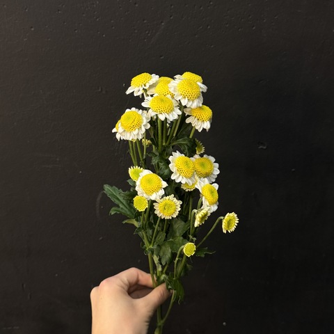 Хризантема сантини ромашковая 50 см 1 шт