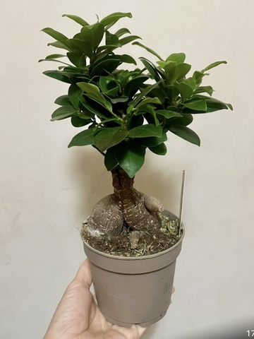 Фикус Микрокарпа Гинсенг d12