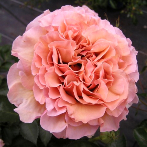 Сагиттариус(Sagittarius)