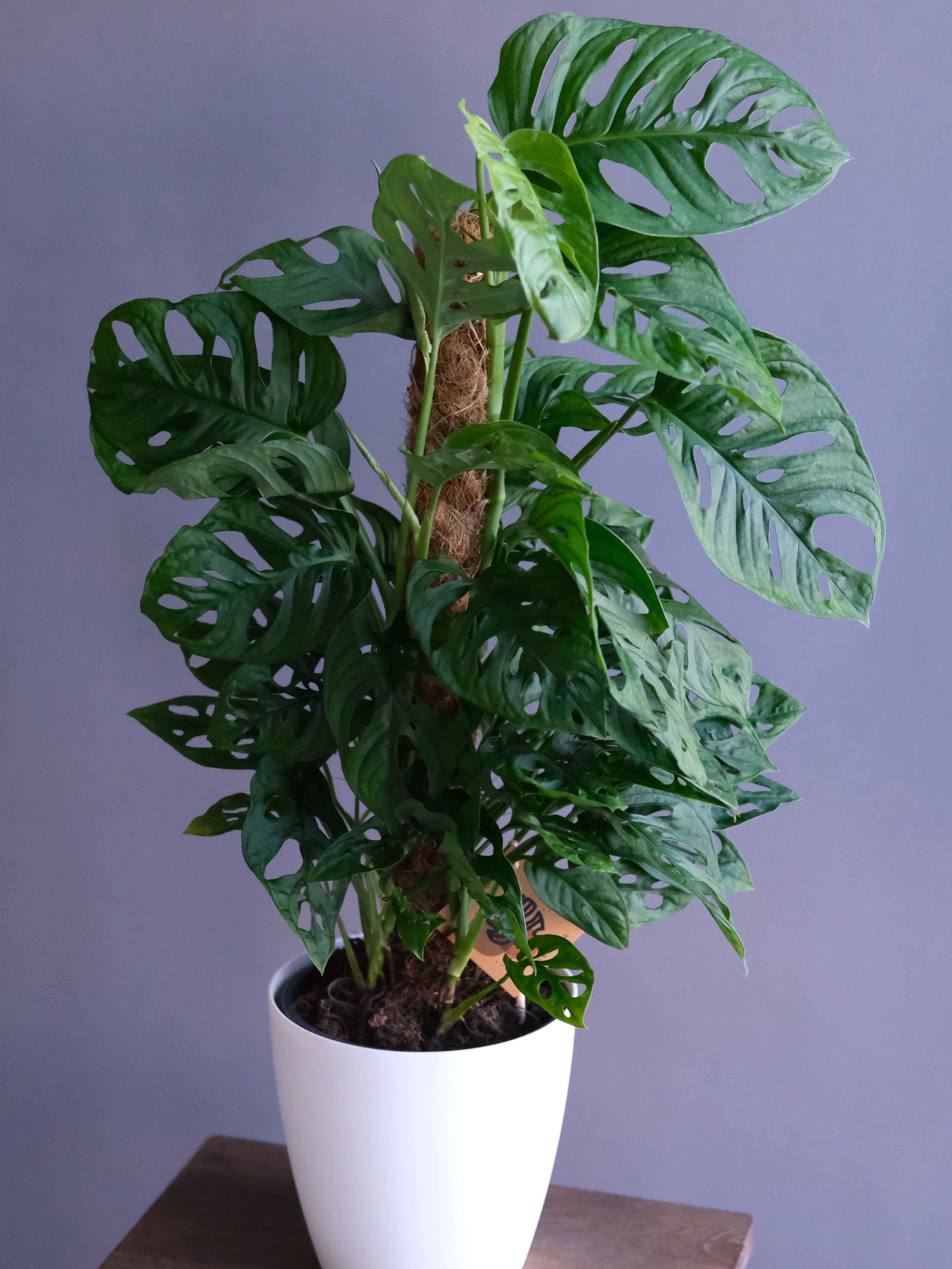 Монстера Манки Мэск моссток (D-17; H-65)