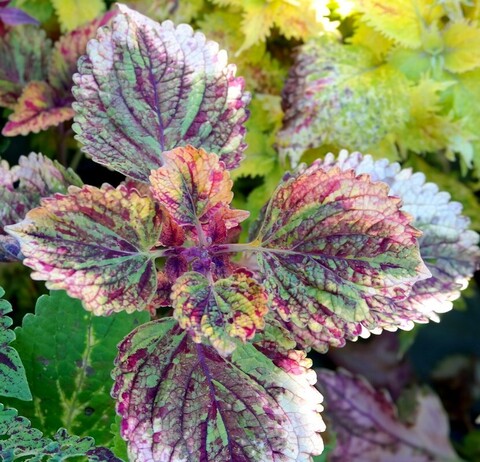 Colourful SW колеус КСР