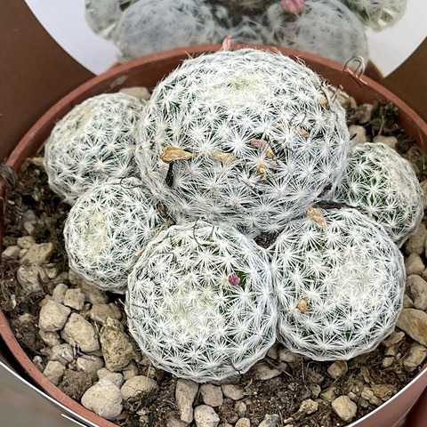 Маммиллярия Гумбольдта d10