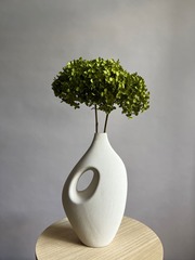 Гортензия стабилизированная травяная