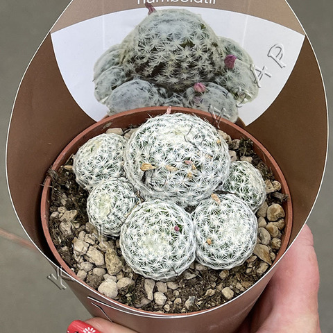 Маммиллярия Гумбольдта d10