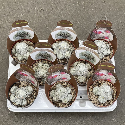 Маммиллярия Гумбольдта d10