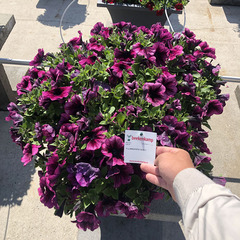 3271 Петуния TEA MAGENTA VEIN (ВЕСНА 2025)