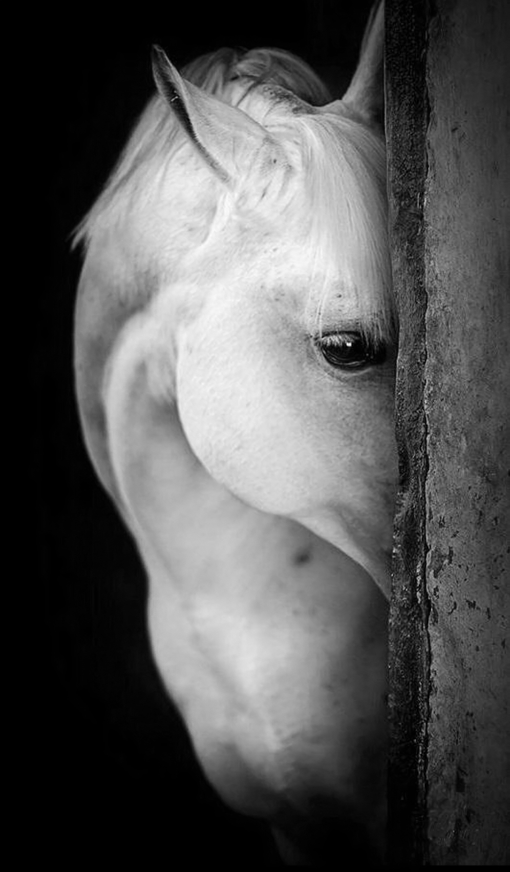 фото морды белой лошади