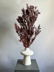 Чайное дерево бордовое с плодами