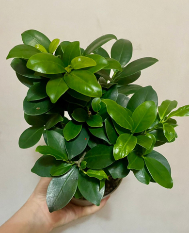 Фикус Микрокарпа Гинсенг d12