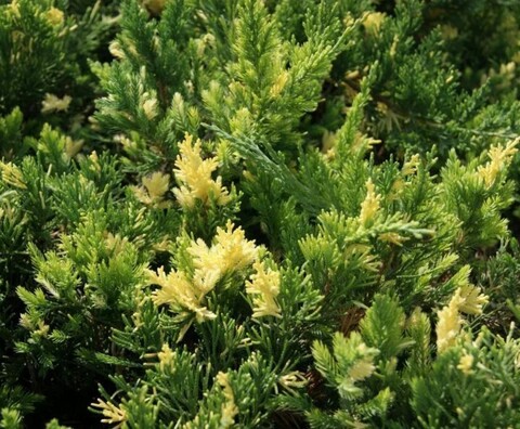 Можжевельник китайский Экспанса Вариегата