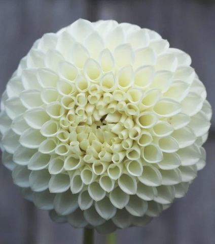 Георгин Райкрофт Ян (Ryecroft Jan)