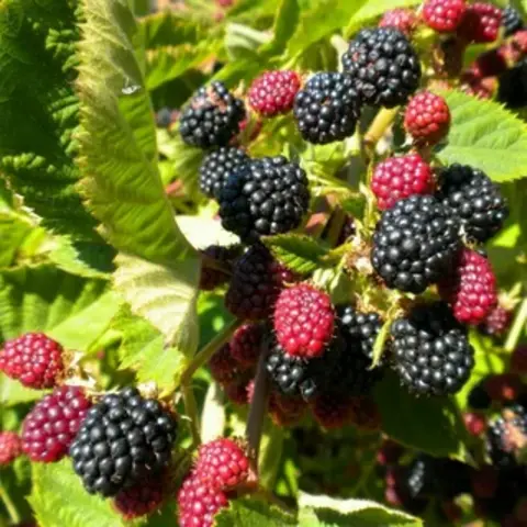 Ежевика Дирксен Торнлесс (Dirksen Thornless) (бесшипная)