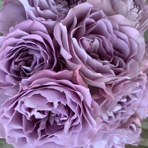 Лавендер Букет (Lavender Bouquet)