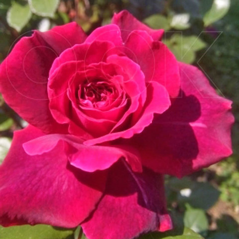 Роза чайно-гибридная Белив 