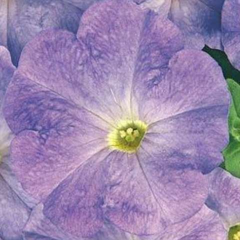 S6085 Петуния кустовая Multiflora Carpet Sky Blue 10шт.