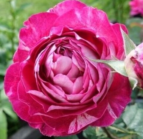 Роза чайно-гибридная Бель Де Сегоза