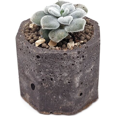 Суккулент Эхеверия Подушковидная Фрости