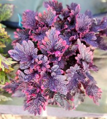 Happy Rose Тай колеус КСР