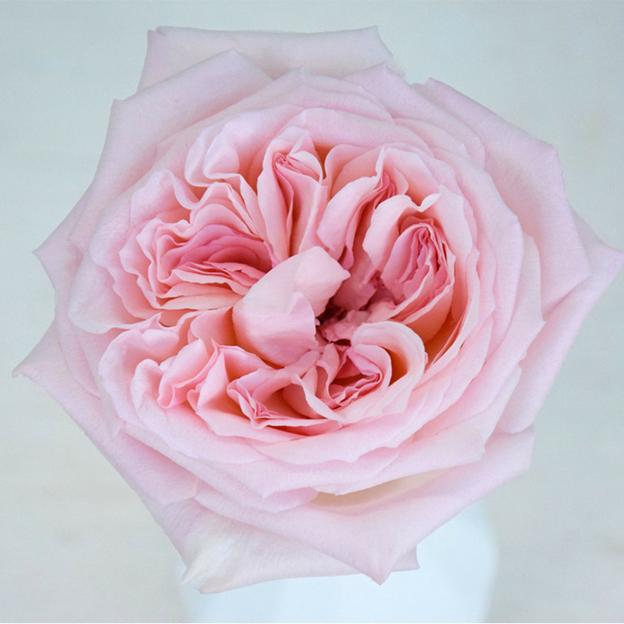 Букет 51 пионовидная роза Pink O'Hara