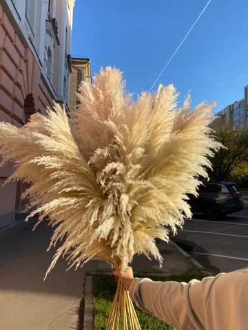 Пампасная трава натуральный 60-70 см (цена за 1шт)