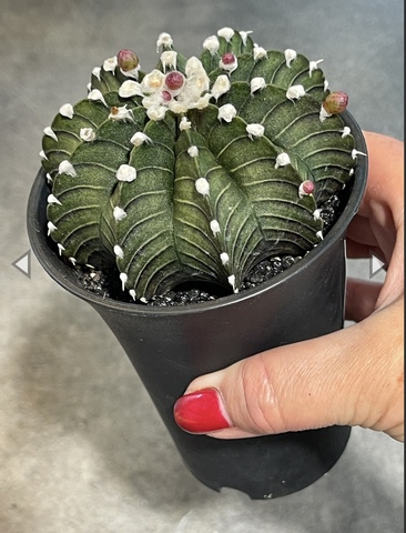 Гимнокалициум Блэк