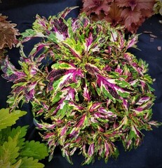 Kalibri LE колеус КСР