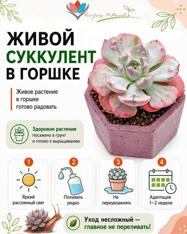 Граптопеталум Миринае вариегатный — инфографика по уходу и реанимации после доставки