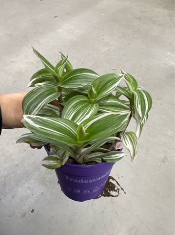 Традесканция Тендернесс