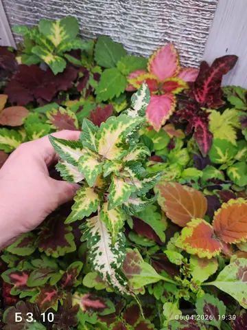 БЗ. 10 колеус