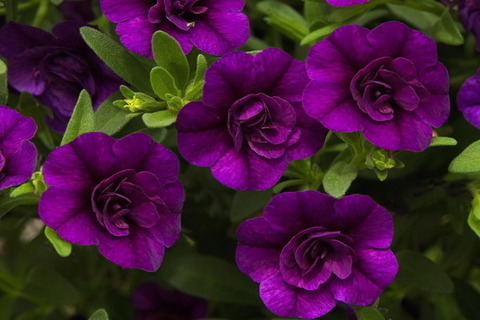 19262 Калибрахоа MINIFAMOUS NEO DOUBLE PURPLE ICE (ВЕСНА 2025)