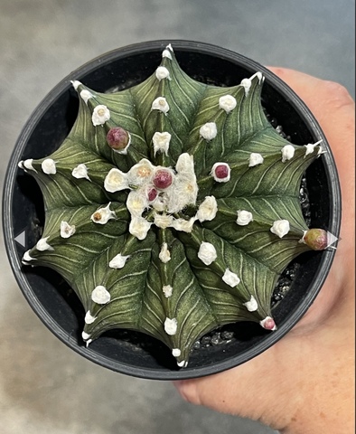 Гимнокалициум Блэк