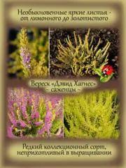 Почвопокровные и ампельные