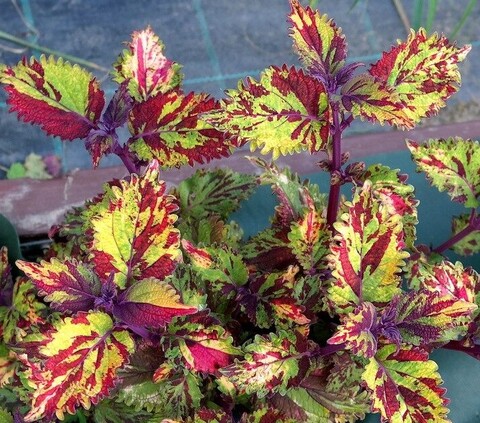 Яся Тай колеус