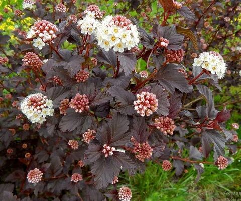 Пузыреплодник калинолистный Диабло