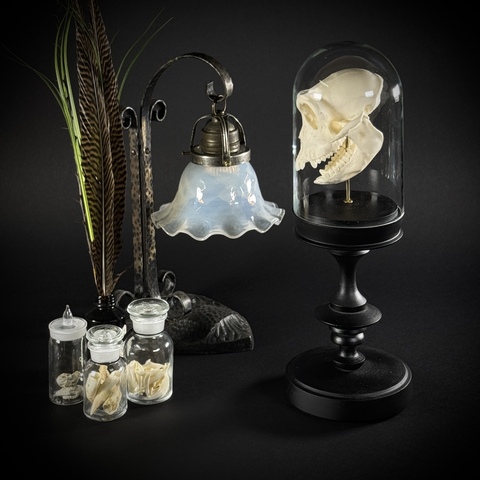 Череп макака в клоше