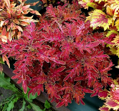 Тропиканка LO колеус