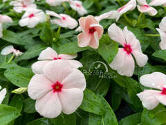 Катарантус нежно розовый с ярко-розовым центром