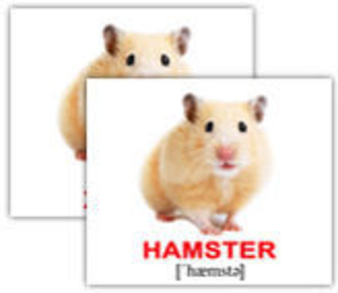 Карточки hamster combat 26 мая