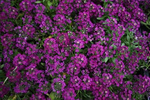S10511 Алиссум Wonderland Deep Purple 10 шт.