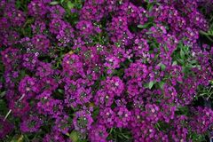 S10511 Алиссум Wonderland Deep Purple 10 шт.