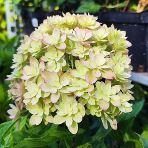 Гортензия метельчатая 